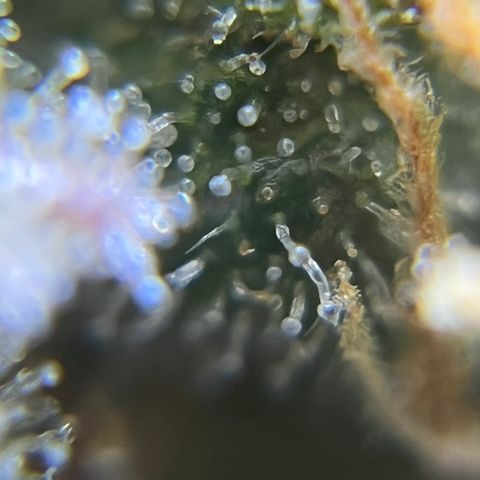 Master Yoda [Auto] #2 growlog timeline photo