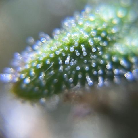 Master Yoda [Auto] #2 growlog timeline photo