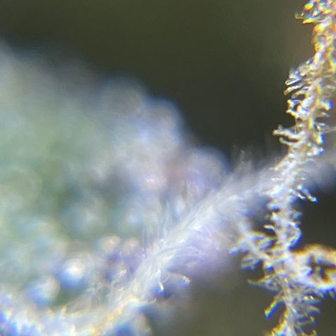 Master Yoda [Auto] #2 growlog timeline photo