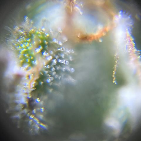 Master Yoda [Auto] #2 growlog timeline photo