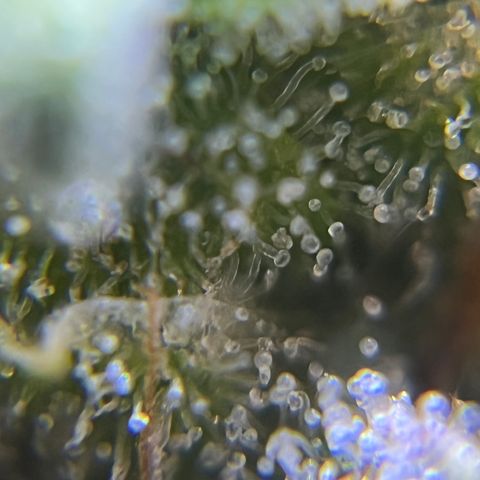 Master Yoda [Auto] #2 growlog timeline photo