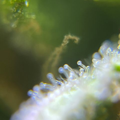 Master Yoda [Auto] #2 growlog timeline photo