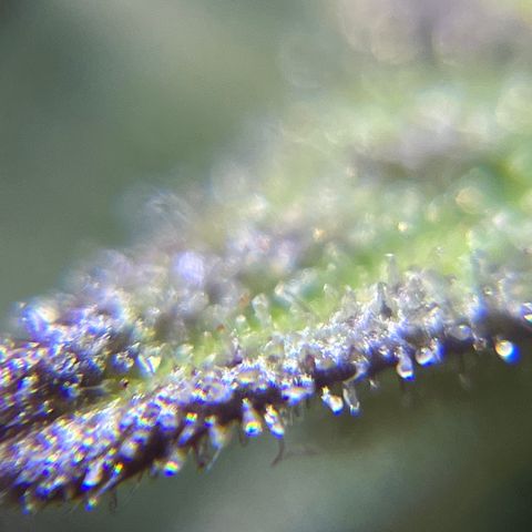 Master Yoda [Auto] #2 growlog timeline photo