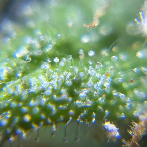 Master Yoda [Auto] #2 growlog timeline photo