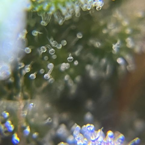 Master Yoda [Auto] #2 growlog timeline photo