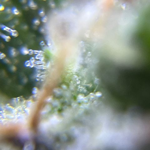 Master Yoda [Auto] #2 growlog timeline photo