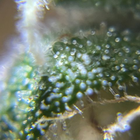 Master Yoda [Auto] #2 growlog timeline photo