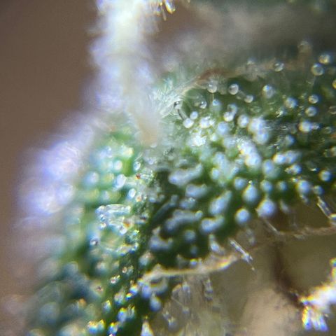 Master Yoda [Auto] #2 growlog timeline photo