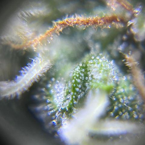 Master Yoda [Auto] #2 growlog timeline photo