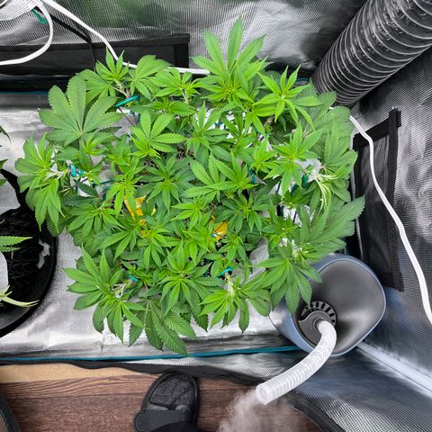Gelato [Photo] (C.G. - 02) growlog timeline photo