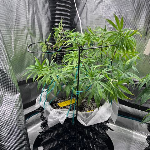Gelato [Photo] (C.G. - 01) growlog timeline photo