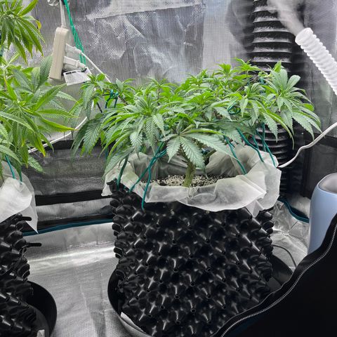 Gelato [Photo] (C.G. - 02) growlog timeline photo