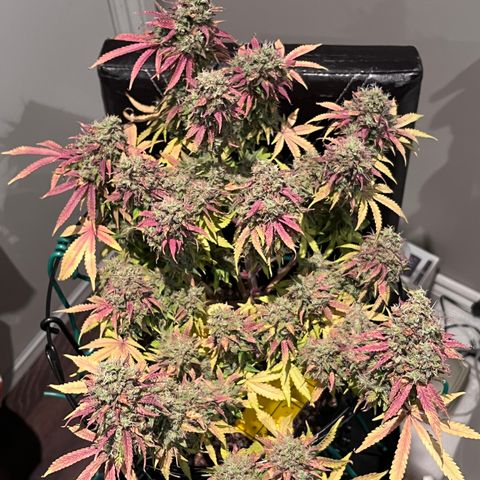 Master Yoda [Auto] #2 growlog timeline photo