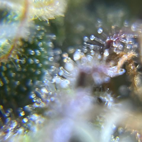 Master Yoda [Auto] #2 growlog photo: Harvest day