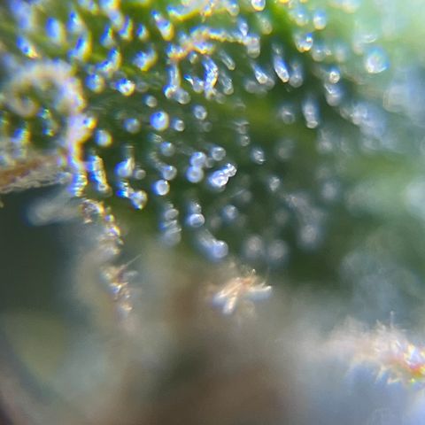 Master Yoda [Auto] #2 growlog photo: Harvest day