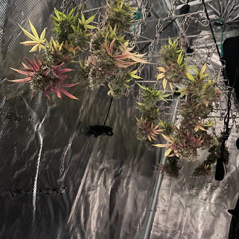 Master Yoda [Auto] #2 growlog photo: Harvest day