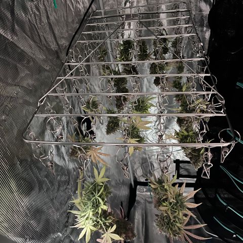 Master Yoda [Auto] #2 growlog photo: Harvest day