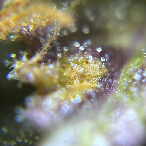 Master Yoda [Auto] #2 growlog photo: Harvest day