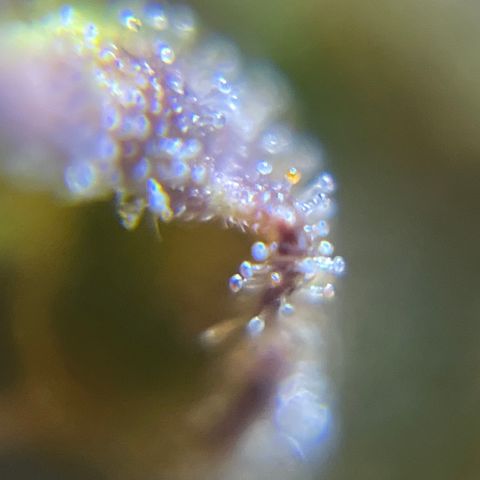 Master Yoda [Auto] #2 growlog photo: Harvest day