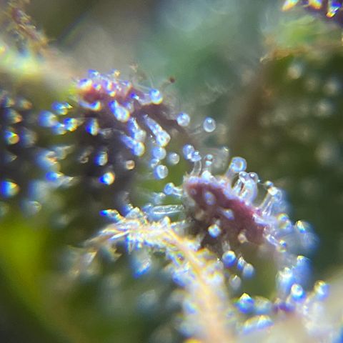 Master Yoda [Auto] #2 growlog photo: Harvest day