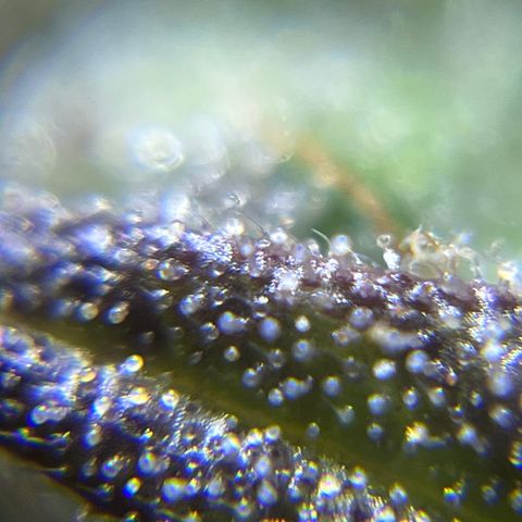 Master Yoda [Auto] #2 growlog photo: Harvest day