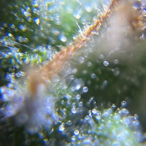 Master Yoda [Auto] #2 growlog photo: Harvest day