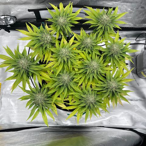 Gelato [Photo] A1 growlog timeline photo
