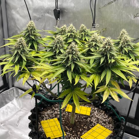 Gelato [Photo] A1 growlog timeline photo