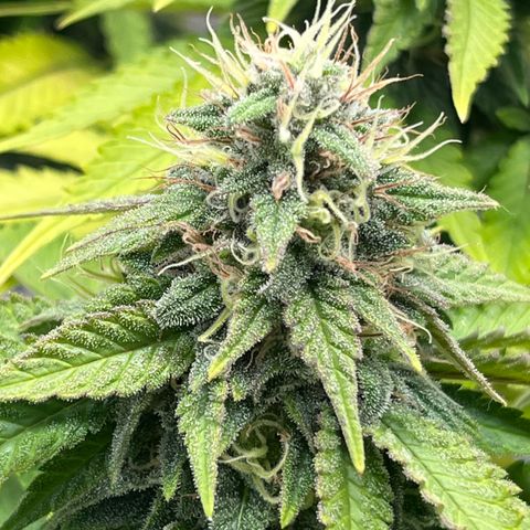 Gelato [Photo] A1 growlog timeline photo