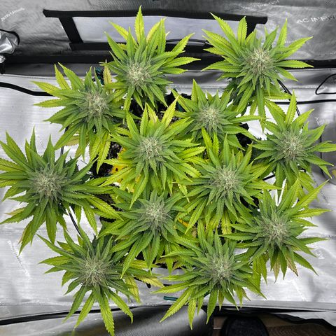 Gelato [Photo] A1 growlog timeline photo