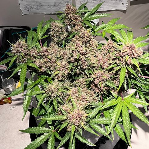 Bruce Banner #3 [Auto] (A.G. - 01) growlog timeline photo