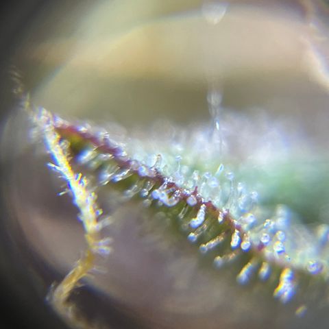 Bruce Banner #3 [Auto] (A.G. - 01) growlog timeline photo