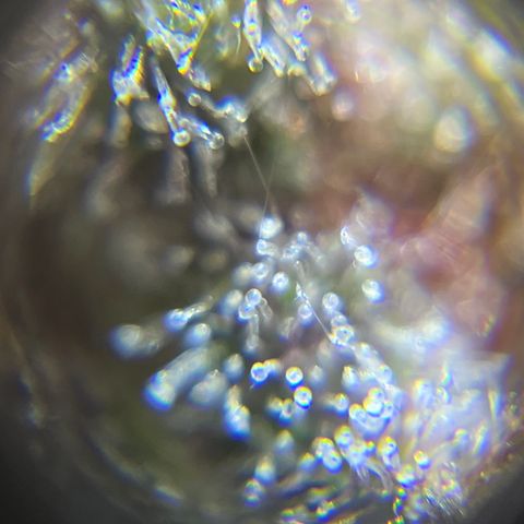 Bruce Banner #3 [Auto] (A.G. - 01) growlog timeline photo