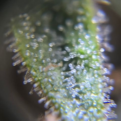 Bruce Banner #3 [Auto] (A.G. - 01) growlog timeline photo