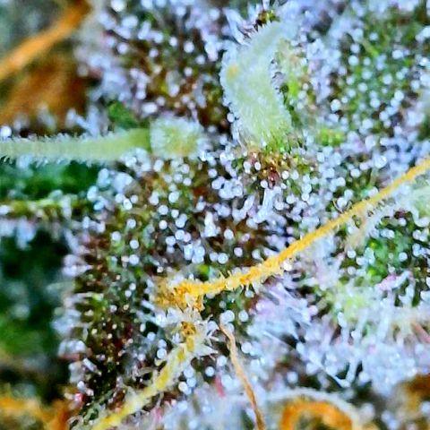 Bruce Banner #3 [Auto] (A.G. - 01) growlog timeline photo