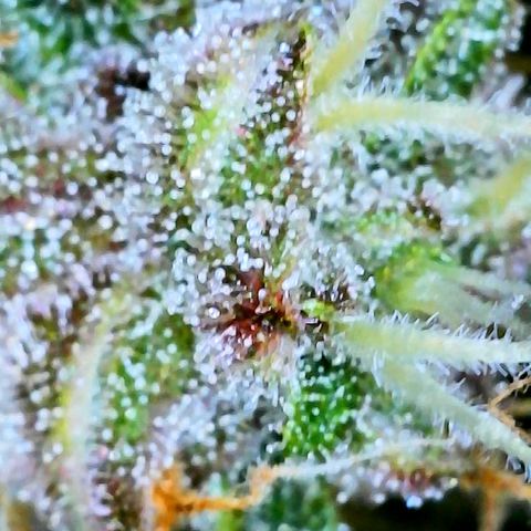 Bruce Banner #3 [Auto] (A.G. - 01) growlog timeline photo