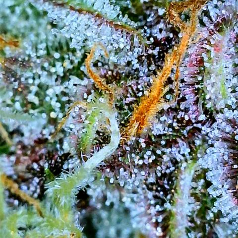 Bruce Banner #3 [Auto] (A.G. - 01) growlog timeline photo