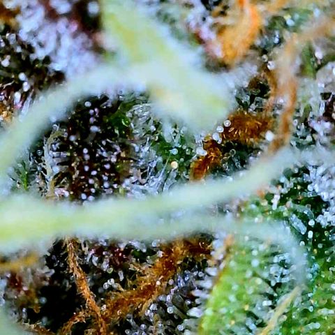 Bruce Banner #3 [Auto] (A.G. - 01) growlog timeline photo