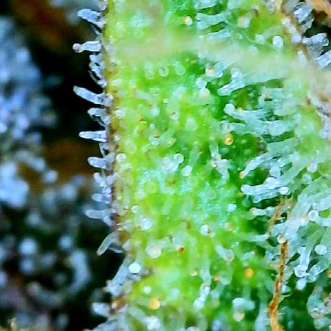 Bruce Banner #3 [Auto] (A.G. - 01) growlog timeline photo