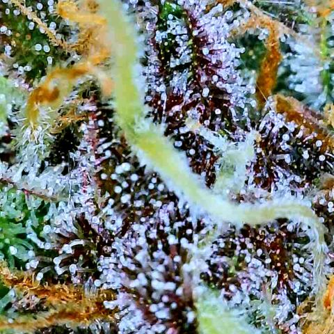 Bruce Banner #3 [Auto] (A.G. - 01) growlog timeline photo