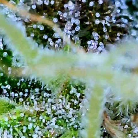 Bruce Banner #3 [Auto] (A.G. - 01) growlog timeline photo