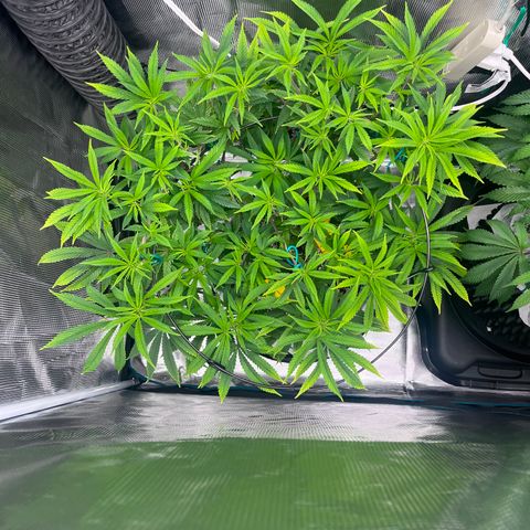 Gelato [Photo] (C.G. - 01) growlog timeline photo