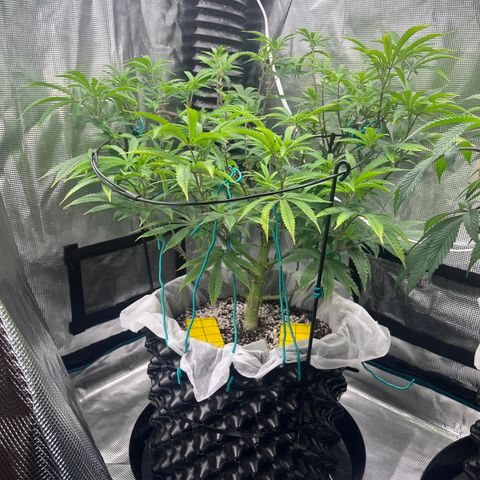 Gelato [Photo] (C.G. - 01) growlog timeline photo