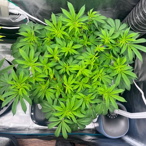 Gelato [Photo] (C.G. - 02) growlog timeline photo