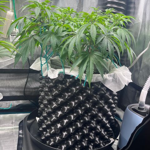 Gelato [Photo] (C.G. - 02) growlog timeline photo
