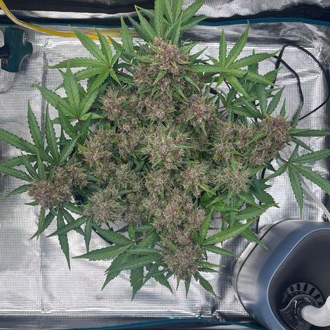 Bruce Banner #3 [Auto] (A.G. - 01) growlog timeline photo