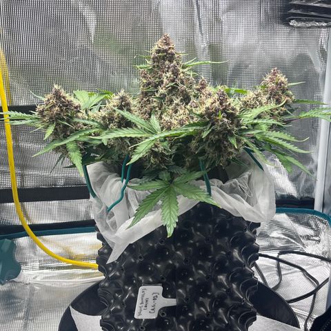 Bruce Banner #3 [Auto] (A.G. - 01) growlog timeline photo