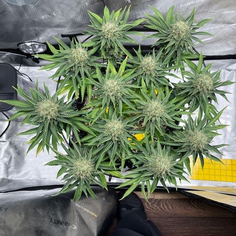 Gelato [Photo] A1 growlog timeline photo