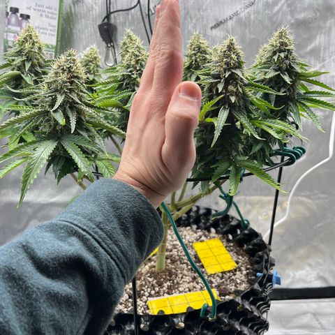 Gelato [Photo] A1 growlog timeline photo