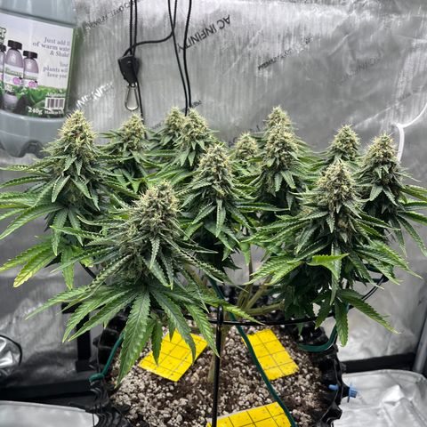 Gelato [Photo] A1 growlog timeline photo